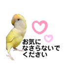 コザクラインコ 黄吉の敬語（個別スタンプ：10）