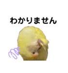 コザクラインコ 黄吉の敬語（個別スタンプ：11）