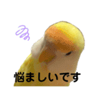 コザクラインコ 黄吉の敬語（個別スタンプ：12）