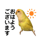 コザクラインコ 黄吉の敬語（個別スタンプ：13）
