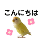 コザクラインコ 黄吉の敬語（個別スタンプ：14）