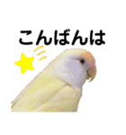 コザクラインコ 黄吉の敬語（個別スタンプ：15）