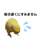 コザクラインコ 黄吉の敬語（個別スタンプ：16）