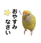 コザクラインコ 黄吉の敬語（個別スタンプ：17）