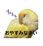 コザクラインコ 黄吉の敬語（個別スタンプ：18）