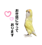 コザクラインコ 黄吉の敬語（個別スタンプ：19）