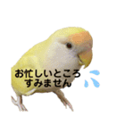 コザクラインコ 黄吉の敬語（個別スタンプ：20）