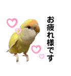 コザクラインコ 黄吉の敬語（個別スタンプ：21）