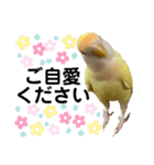 コザクラインコ 黄吉の敬語（個別スタンプ：22）