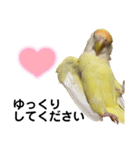 コザクラインコ 黄吉の敬語（個別スタンプ：23）