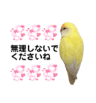コザクラインコ 黄吉の敬語（個別スタンプ：24）