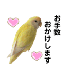 コザクラインコ 黄吉の敬語（個別スタンプ：25）