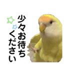 コザクラインコ 黄吉の敬語（個別スタンプ：26）