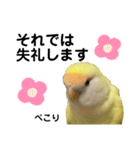コザクラインコ 黄吉の敬語（個別スタンプ：27）