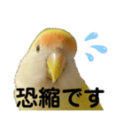 コザクラインコ 黄吉の敬語（個別スタンプ：28）
