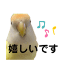コザクラインコ 黄吉の敬語（個別スタンプ：29）