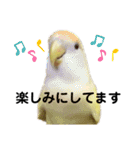 コザクラインコ 黄吉の敬語（個別スタンプ：30）