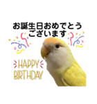 コザクラインコ 黄吉の敬語（個別スタンプ：31）
