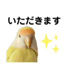 コザクラインコ 黄吉の敬語（個別スタンプ：32）