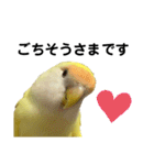 コザクラインコ 黄吉の敬語（個別スタンプ：33）