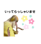コザクラインコ 黄吉の敬語（個別スタンプ：34）