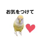 コザクラインコ 黄吉の敬語（個別スタンプ：35）