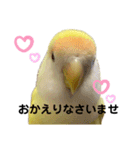 コザクラインコ 黄吉の敬語（個別スタンプ：36）