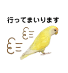 コザクラインコ 黄吉の敬語（個別スタンプ：37）