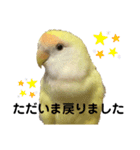 コザクラインコ 黄吉の敬語（個別スタンプ：38）