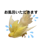 コザクラインコ 黄吉の敬語（個別スタンプ：39）
