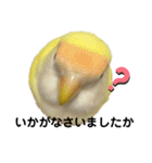 コザクラインコ 黄吉の敬語（個別スタンプ：40）