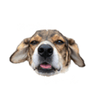ジョン様その6（個別スタンプ：1）