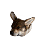 ジョン様その6（個別スタンプ：4）