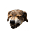 ジョン様その6（個別スタンプ：9）
