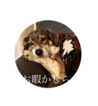 ジョン様その6（個別スタンプ：11）