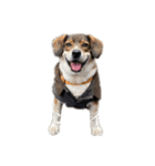 ジョン様その6（個別スタンプ：12）