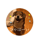 ジョン様その6（個別スタンプ：16）