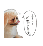 ペキマルのちゃちゃまるさん♂（個別スタンプ：14）
