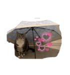 変顔ペット（個別スタンプ：8）