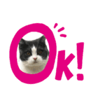 おうち猫はなちゃんのスタンプ6（個別スタンプ：1）