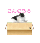 おうち猫はなちゃんのスタンプ6（個別スタンプ：3）