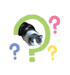 おうち猫はなちゃんのスタンプ6（個別スタンプ：6）