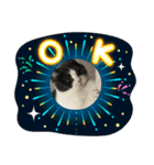 おうち猫はなちゃんのスタンプ6（個別スタンプ：8）