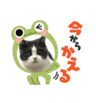 おうち猫はなちゃんのスタンプ6（個別スタンプ：10）