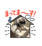 おうち猫はなちゃんのスタンプ6（個別スタンプ：13）
