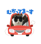 おうち猫はなちゃんのスタンプ6（個別スタンプ：14）