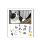 おうち猫はなちゃんのスタンプ6（個別スタンプ：15）
