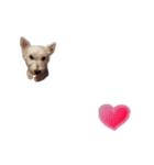 ウエスティ犬_わんにゃん_よく使うフレーズ（個別スタンプ：20）