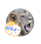 Animal Photo Stamps ～big cats～（個別スタンプ：1）