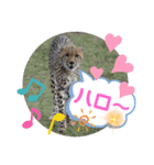 Animal Photo Stamps ～big cats～（個別スタンプ：2）